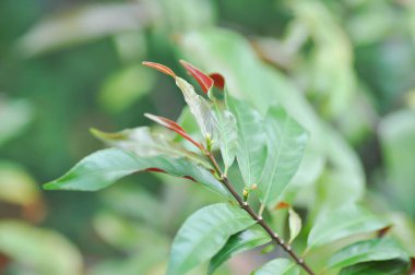 Picara,Excoecaria cochinchinensis Lour or EUPHORBIACEAE or bicolor plant or bicolor leaf