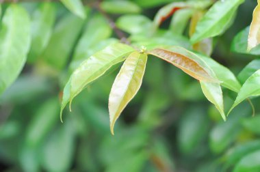 Picara,Excoecaria cochinchinensis Lour or EUPHORBIACEAE or bicolor plant or bicolor leaf