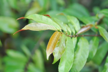 Picara,Excoecaria cochinchinensis Lour or EUPHORBIACEAE or bicolor plant or bicolor leaf