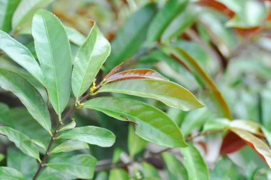 Picara,Excoecaria cochinchinensis Lour or EUPHORBIACEAE or bicolor plant or bicolor leaf
