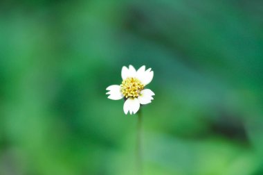 Tridax Daisy, Tridax procumbens or grass flower or weed or Gallant soldier or Shaggy soldier or weed flower or white flower
