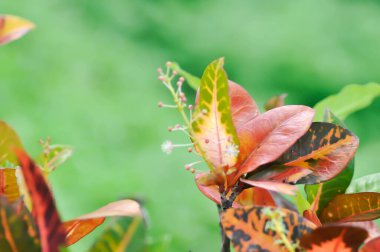 Codiaeum variegatium Blume or Croton, Variegated Laurel or Garden Croton or red leaf or bicolor plant