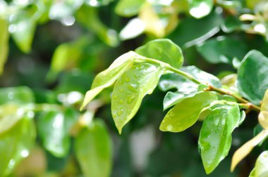 Ficus pumila veya tırmanma inciri veya moraseAE ve yağmur damlası veya çiy damlası