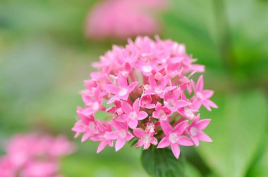 Pentas lanceolata , Egyptian star cluster or RUBIACEAE or Egyptian starcluster or Starflower or pink Egyptian starcluster flowers or pink flower