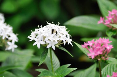 Pentas lanceolata , Egyptian star cluster or RUBIACEAE or Egyptian starcluster or Starflower or White Egyptian starcluster flowers or white flower and pink flower