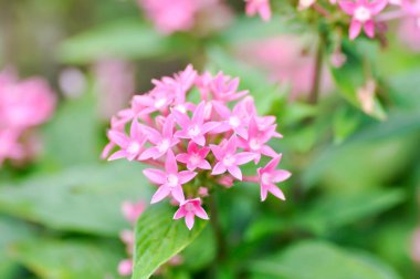 Pentas lanceolata , Egyptian star cluster or RUBIACEAE or Egyptian starcluster or Starflower or pink Egyptian starcluster flowers or pink flower