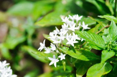 Pentas lanceolata , Egyptian star cluster or RUBIACEAE or Egyptian starcluster or Starflower or White Egyptian starcluster flowers or white flower