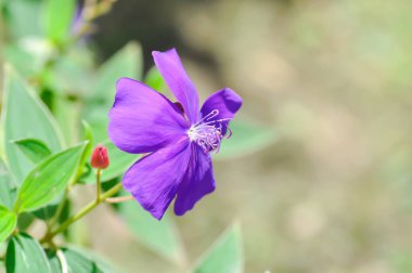 Indian Rhododendron, Malabar Melastome or  MELASTOMATACEAE or  Osbeckia stellata Ham or purple flower or violet flower
