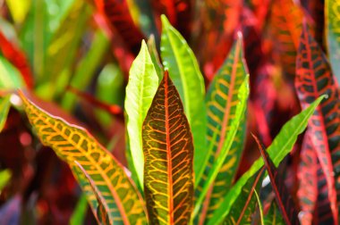 Codiaeum variegatium Blume or Croton, Variegated Laurel or Garden Croton or red leaf or red plant
