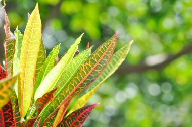 Codiaeum variegatium Blume or Croton, Variegated Laurel or Garden Croton or red leaf or red plant