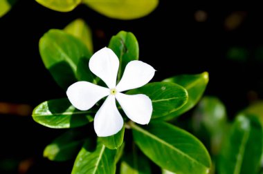 Catharanthus Roseus G Don, APOCYNACEAE veya Madagaskar menekşesi veya Vinca veya bahçede yaşlı kız kurusu veya beyaz çiçek
