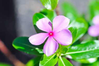 Catharanthus roseus G Don ,APOCYNACEAE or Madagascar periwinkle or Vinca or Old maid or pink flower or purple flower