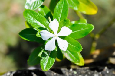 Catharanthus Roseus G Don, APOCYNACEAE veya Madagaskar menekşesi veya Vinca veya bahçede yaşlı kız kurusu veya beyaz çiçek