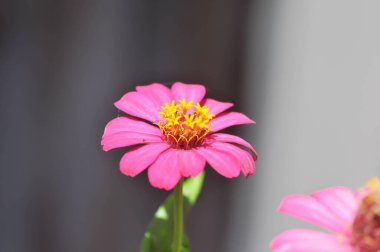 Zinnia ihlali Cav, Z ihlali veya Plantae, Asteraceae veya Magnoliopsida veya Zinnia ihlali veya pembe çiçek veya pembe Zinnia ihlali