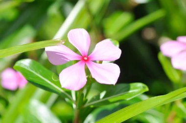 Catharanthus Roseus G Don, APOCYNACEAE veya Madagaskar menekşesi veya Vinca veya bahçede yaşlı hizmetçi veya pembe çiçek