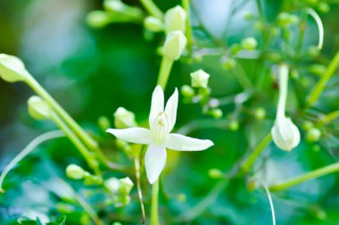 Mantar ağacı, Hint mantar ağacı veya Millingtonia hortensis Linn veya BIGNONIACEAE veya bahçede beyaz çiçek