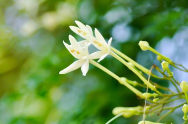 Mantar ağacı, Hint mantar ağacı veya Millingtonia hortensis Linn veya BIGNONIACEAE veya bahçede beyaz çiçek