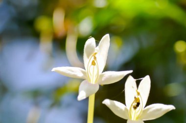Mantar ağacı, Hint mantar ağacı veya Millingtonia hortensis Linn veya BIGNONIACEAE veya bahçede beyaz çiçek