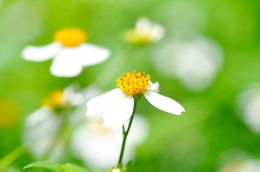 Alba, Kelebek iğneleri ya da Kelebek iğneleri ya da Kıllı dilenciler ya da Kıllı dilenciler ya da Romerillo ya da Çoban iğneleri ya da İspanyol iğneleri ya da Tridax Daisy ya da Tridax çiçekleri ya da yabani otlar
