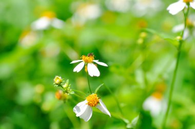 Alba, Kelebek iğneleri ya da Kelebek iğneleri ya da Kıllı dilenciler ya da Kıllı dilenciler ya da Romerillo ya da Çoban iğneleri ya da İspanyol iğneleri ya da Tridax Daisy ya da Tridax çiçekleri ya da yabani otlar