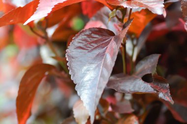 Acalypha wilkesiana, Copperleaf veya Beefsteak plant veya Fire dragon plant veya kahverengi bitki veya kahverengi bitki