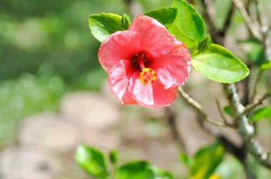 Çin gülü veya Hibiscus veya Hibiscus rosa sinensis veya Hibisceae veya Malvaceae, pembe amber çiçeği veya pembe çiçek