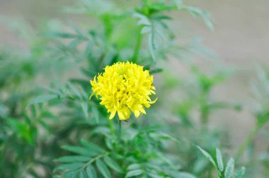 kadife çiçeği veya calendula çiçeği, Tagetes erecta L veya kompozitae veya Afrika kadife çiçeği veya bahçede sarı çiçek