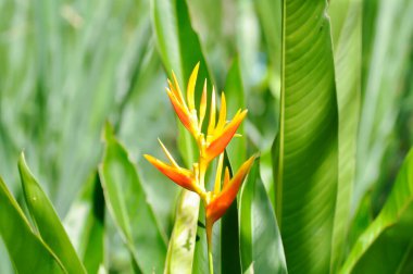 Heliconia psittacorum veya Cennet Kuşu, Strelitzia reginae veya Sterliziaceae çiçeği veya Heliconia çiçeği veya bahçedeki sarı çiçek