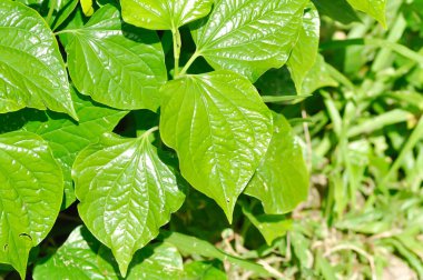 Vahşi Betel Yaprağı, Piper Sarmentosum Roxb veya Piper Lolot bahçede