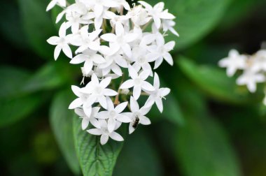 Pentas lanceolata , Egyptian star cluster or RUBIACEAE or Egyptian starcluster or Starflower or White Egyptian starcluster flowers or white flower