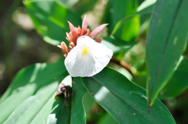 crepe gingera veya cheilocostus speciosus, costaceae veya crepe-ginger veya Hellenia speciosa veya kırmızı bitki ve beyaz çiçek