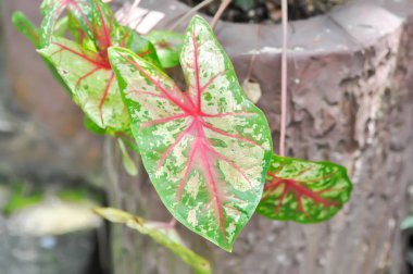 Caladium, Caladium Bicolor Vent ya da Caladium bicolor ya da bicolor fabrikası