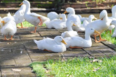 duck or ducks on the farm , farm animal near the canal