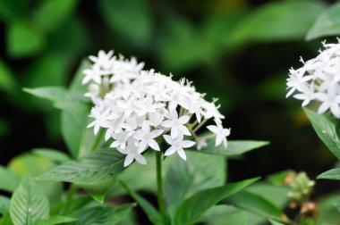 Pentas lanceolata , Egyptian star cluster or RUBIACEAE or Egyptian starcluster or Starflower or White Egyptian starcluster flowers or white flower
