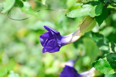 Thunbergia erecta or ACANTHACEAE, Bush clock vine or Thunbergia erecta Benth T Anderson or purple flower or violet flower