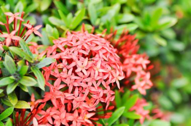 Ixora chinensis Lamk, Ixora spp or Zephyranthes or West Indian Jasmine or red Ixora or red flower