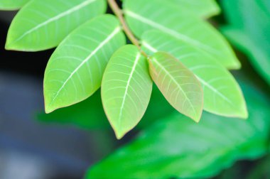 Phyllanthus mirabilis, Phyllanthaceae veya Phyllanthus bitkisi