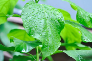 Persea Americana Mill veya Avocado, Lauraceae veya Persea gratissima veya avokado bitkisi ve yağmur damlası veya çiy damlası