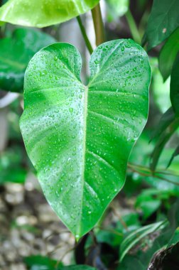 Philodendron erubescens K Koch ve Augustin veya Philodendron erubescens, Philodendron ve yağmur damlası veya yaprak damlası