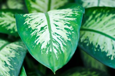 Tropic Snow,araceae or Dieffenbachia amoena or dieffenbachia seguine or Dumb cane or bicolor plant or white and green leaf