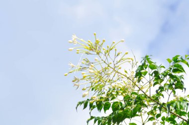 Mantar ağacı, Hint mantar ağacı veya Millingtonia hortensis Linn veya BIGNONIACEAE veya beyaz çiçek ve gökyüzü arkaplanı