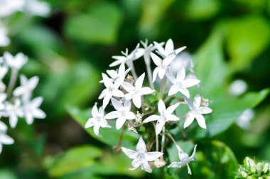 Pentas lanceolata , Egyptian star cluster or RUBIACEAE or Egyptian starcluster or Starflower or White Egyptian starcluster flowers or white flower