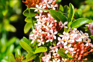 Ixora chinensis Lamk, Ixora spp veya Zephyranthes veya Batı Hint Jasmine veya pembe ixora veya pembe çiçek