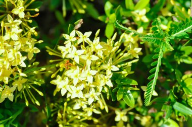 Ixora chinensis Lamk, Ixora spp veya Zephyranthes veya Batı Hint Jasmine veya sarı ixora veya sarı çiçek