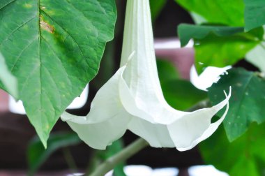 Angels Trumpet, Brazils White Angel Trumpet or  Brugmansia suaveolens or brugmasia suaveolens or Datura or Solanaceae or white flower