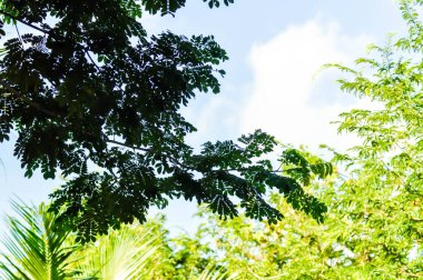 Yağmur ağacı ya da Samanea saman, LEGUMINOSAE MIMOSOIDEAE ve gökyüzü arka planlı demirhindi ağacı