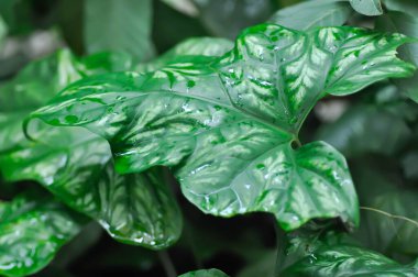 Cercestis mirabilis, Rhektophyllum mirabile veya ARACEAE ve yağmur damlası veya çiy damlası