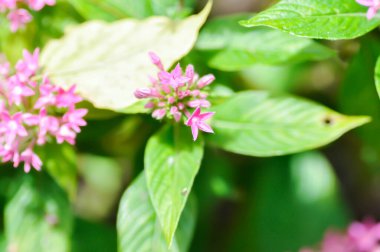 Pentas lanceolata , Egyptian star cluster or RUBIACEAE or Egyptian starcluster or Starflower or pink Egyptian starcluster flowers or pink flower
