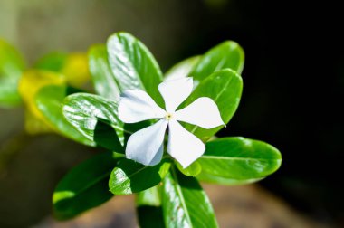 Catharanthus Roseus G Don, APOCYNACEAE veya Madagaskar menekşesi veya Vinca veya bahçede yaşlı kız kurusu veya beyaz çiçek