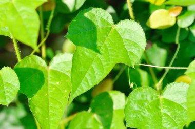 Kokuşmuş tutku çiçeği, foetida veya Medthai, Passiflora foetida L veya PASSIFLORACEAE veya Scarletfruit veya bahçede kokuşmuş tutku çiçeği